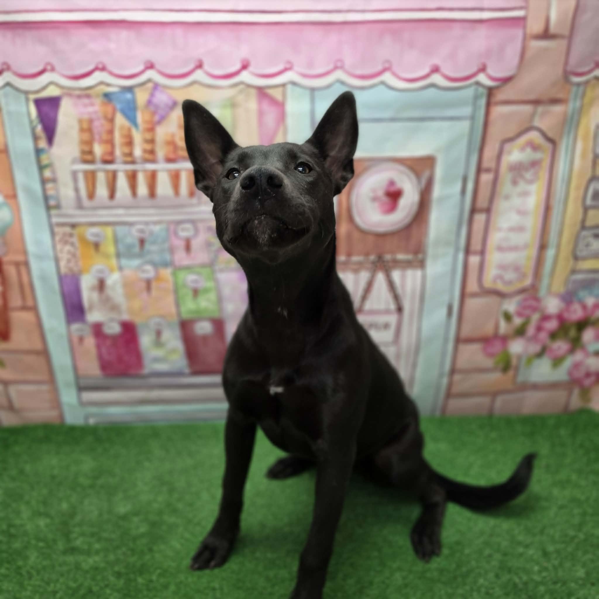 Nyx, a ADOPTABLE mixed breed in Statesboro, GA image 5/6