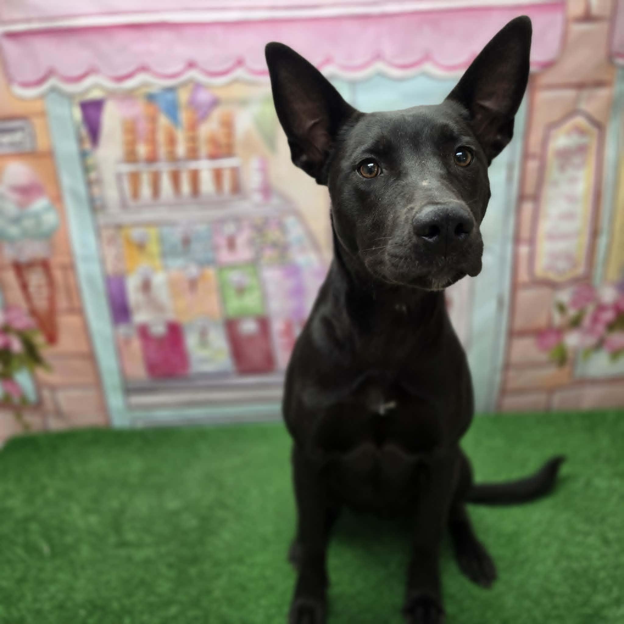 Nyx, a ADOPTABLE mixed breed in Statesboro, GA image 4/6