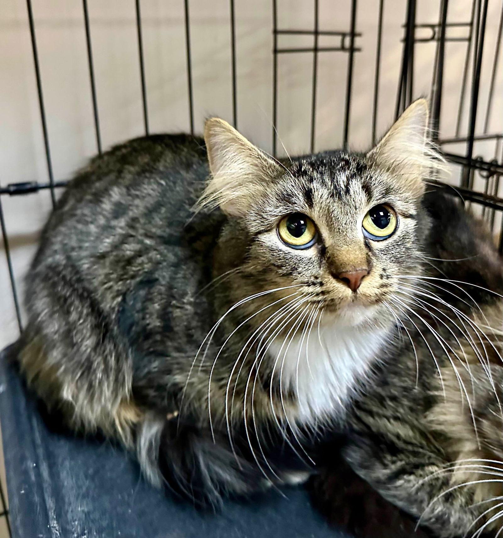 Enlarge Taylor, a Adoptable American Shorthair in Lake Saint Louis, MO image 1/1