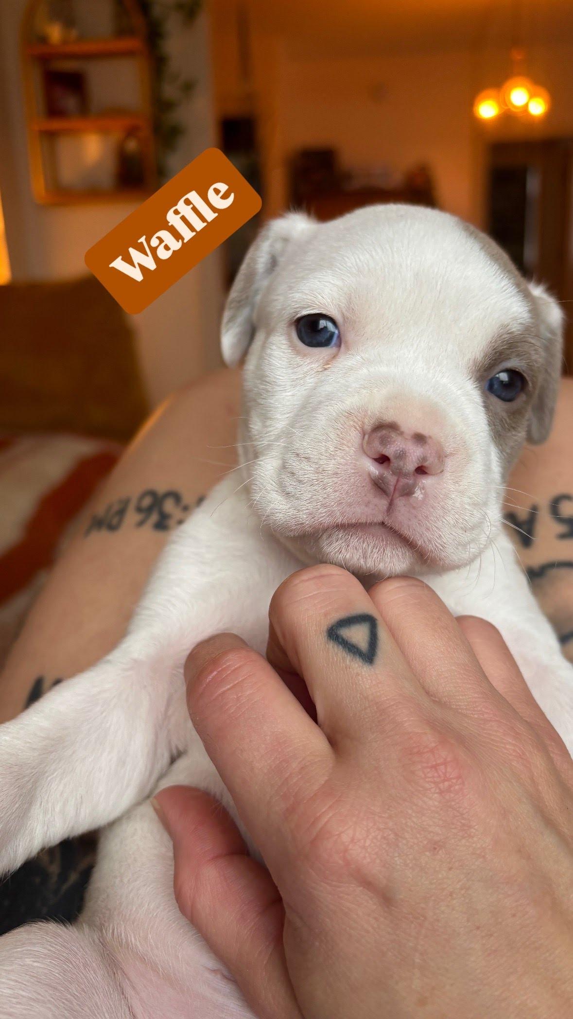 Enlarge Waffle, a Adoptable Mixed Breed in Houghton, MI image 1/1