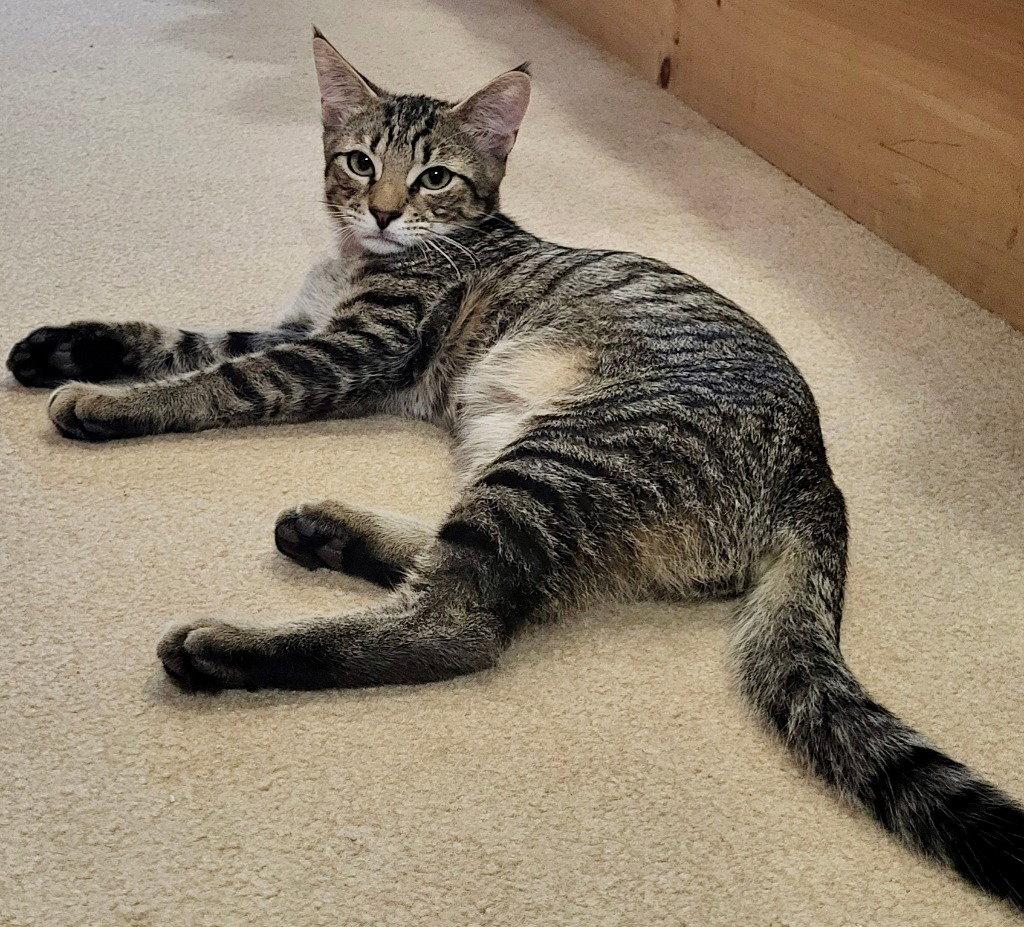 Fitz, Adoptable, Young Male Domestic Short Hair.
