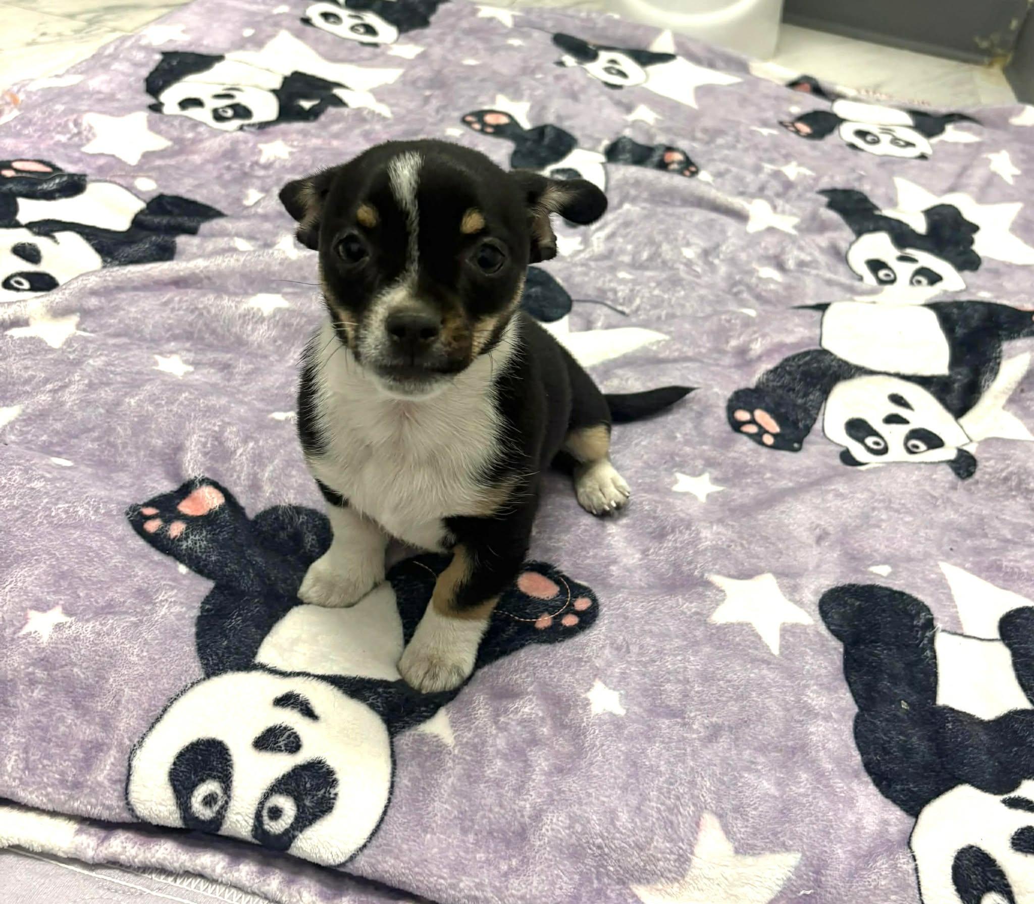 Enlarge Ana, an adopted mixed breed in PHOENIX, AZ image 3/5