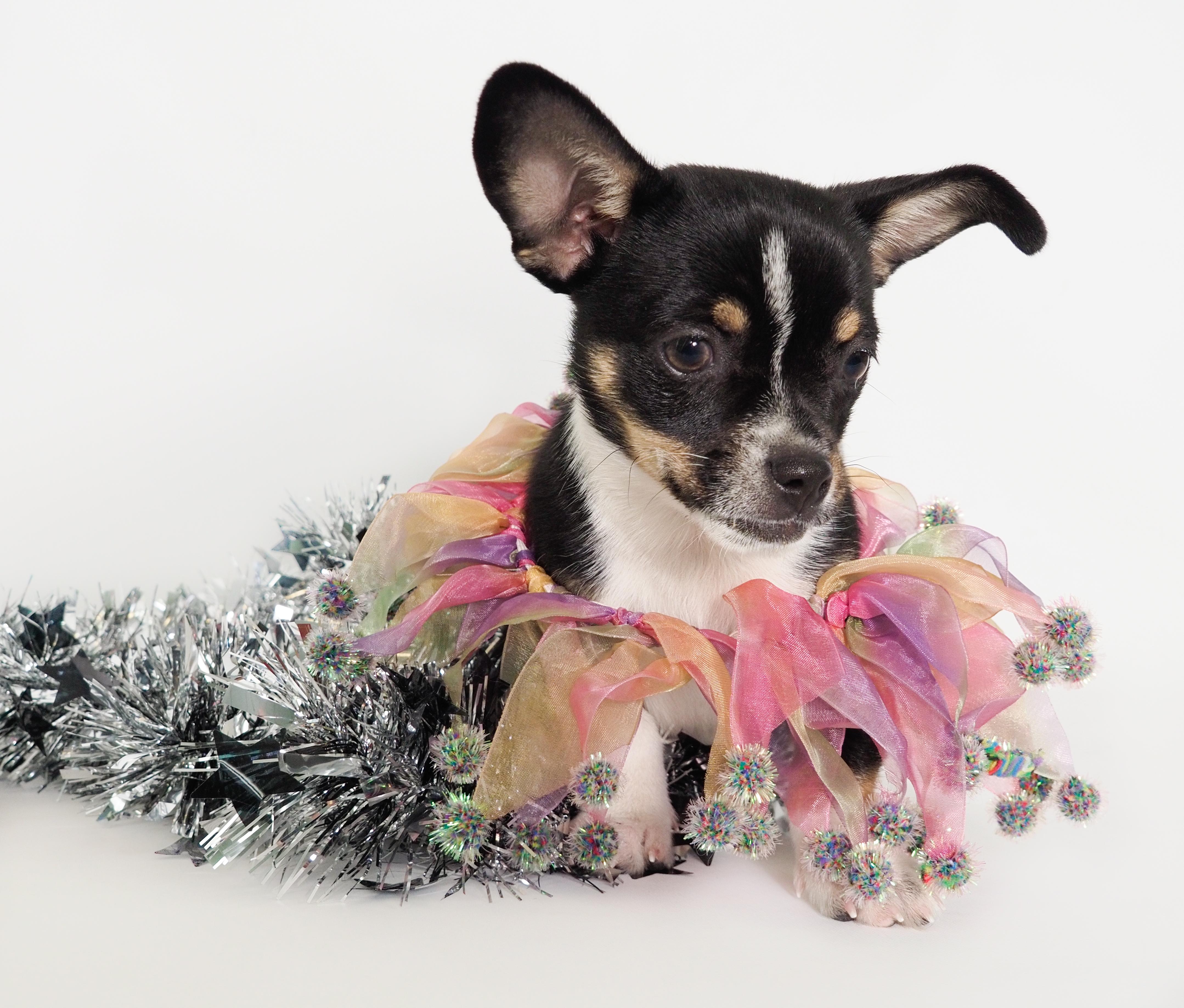 Ana, adopted, Puppy Female Chihuahua.