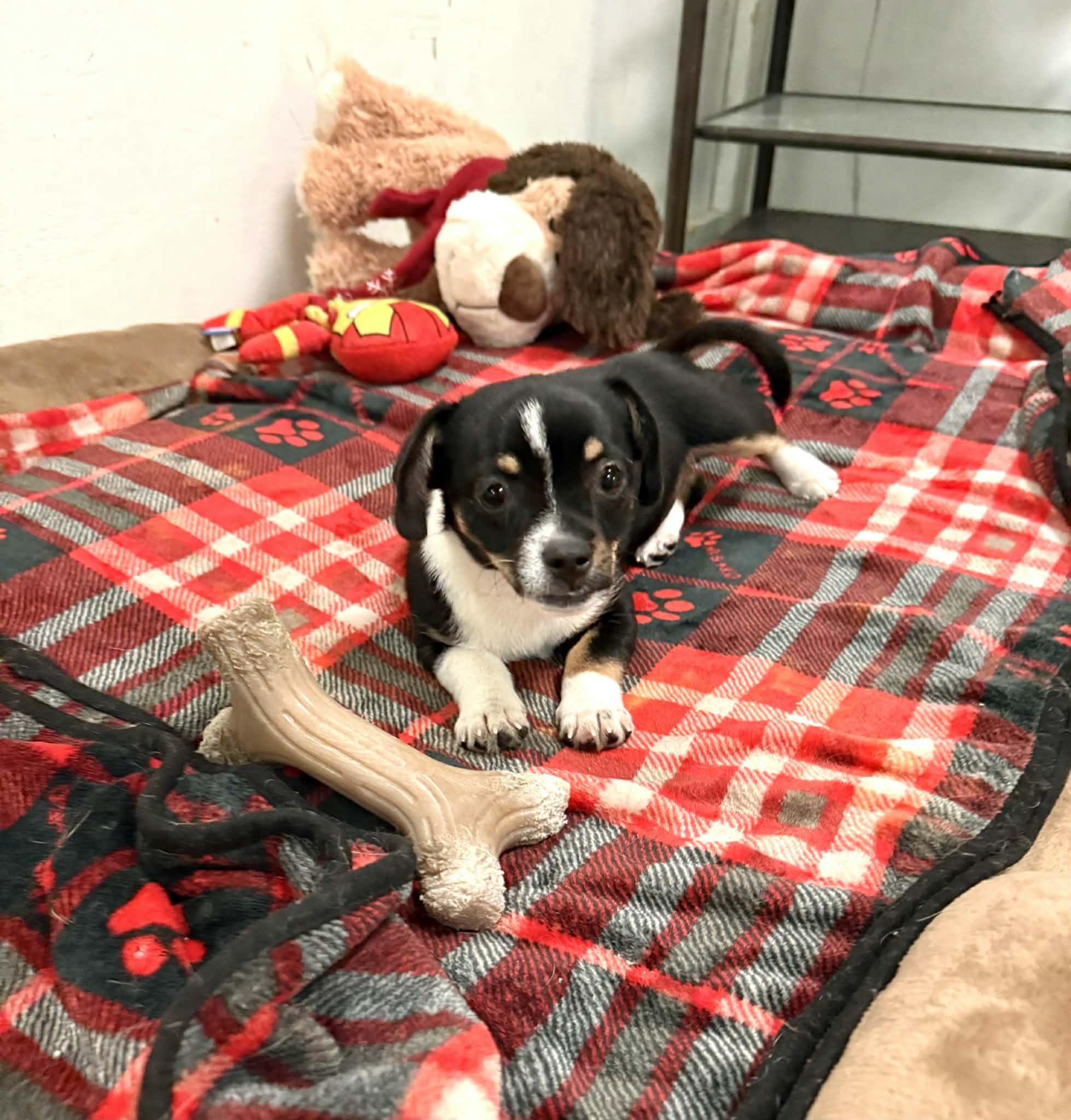 Enlarge Ana, an adopted mixed breed in PHOENIX, AZ image 5/5