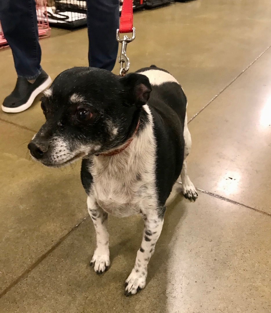 Panda, Adoptable, Senior Male Rat Terrier.