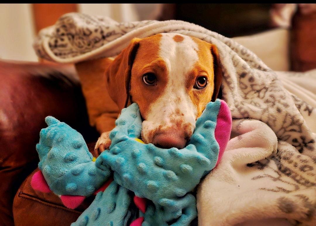 Enlarge Emerson-great family dog, a Adoptable Hound in Rootstown, OH image 2/3