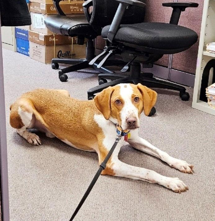 Enlarge Emerson-great family dog, a Adoptable Hound in Rootstown, OH image 3/3