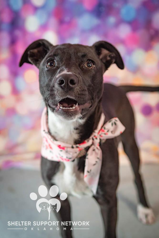Enlarge TESSA, a ADOPTABLE mixed breed in Claremore, OK image 1/3