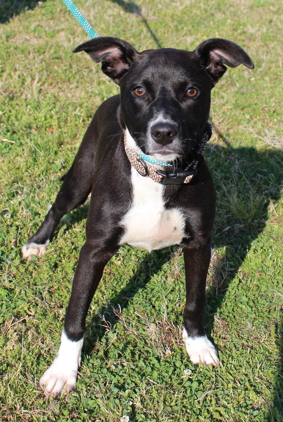 Enlarge TESSA, a ADOPTABLE mixed breed in Claremore, OK image 3/3