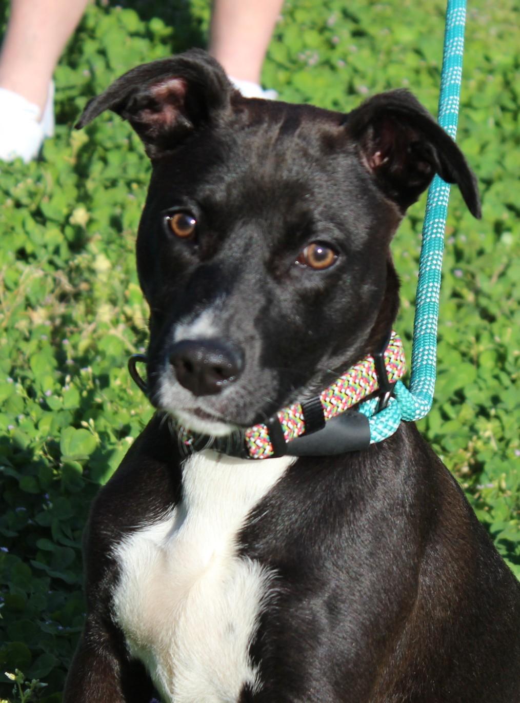 Enlarge TESSA, a ADOPTABLE mixed breed in Claremore, OK image 2/3