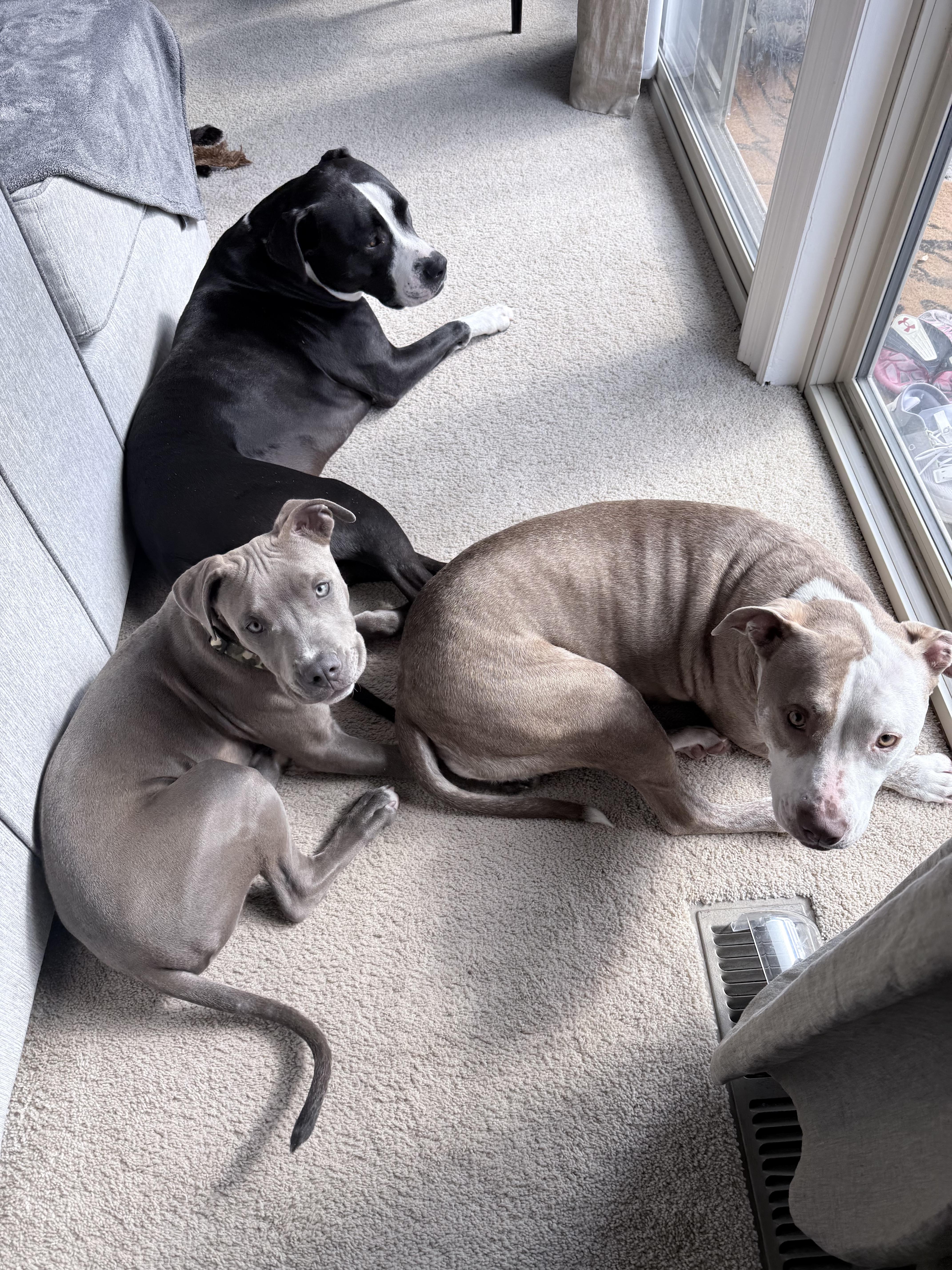 Enlarge Arlo, an adopted Pit Bull Terrier in Pleasant Hill, CA image 6/6