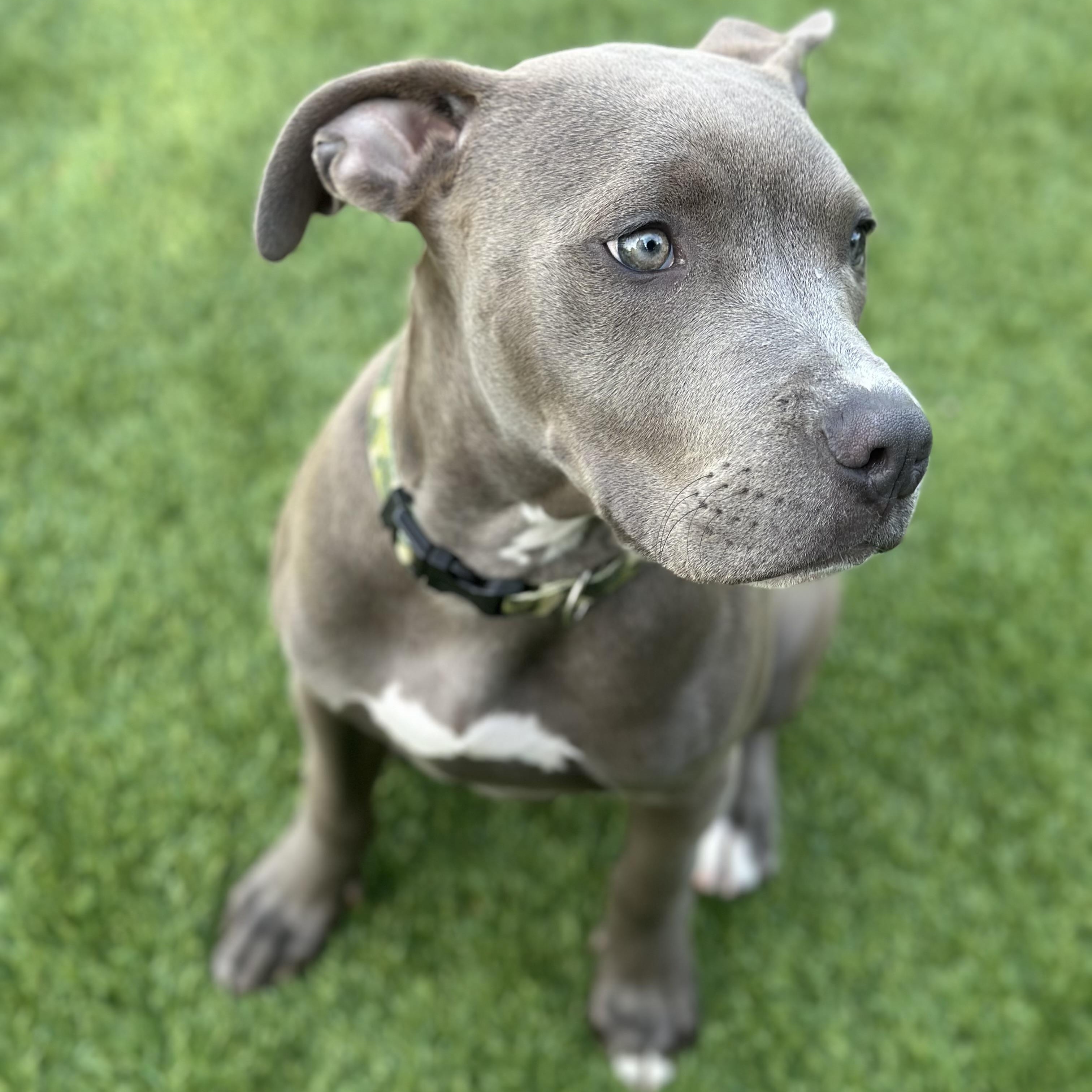 Enlarge Arlo, an adopted Pit Bull Terrier in Pleasant Hill, CA image 5/6