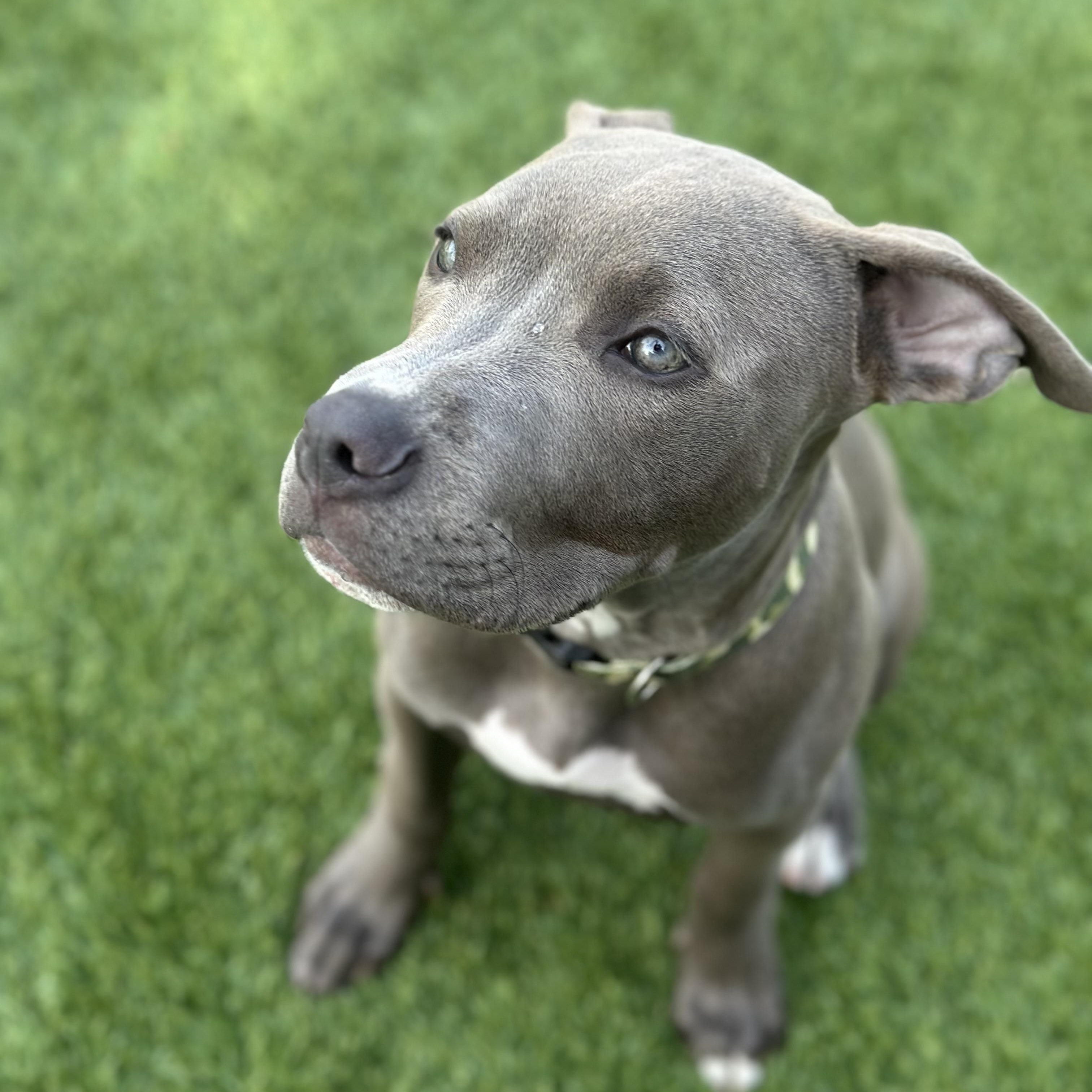 Arlo, adopted, Puppy Male Pit Bull Terrier.