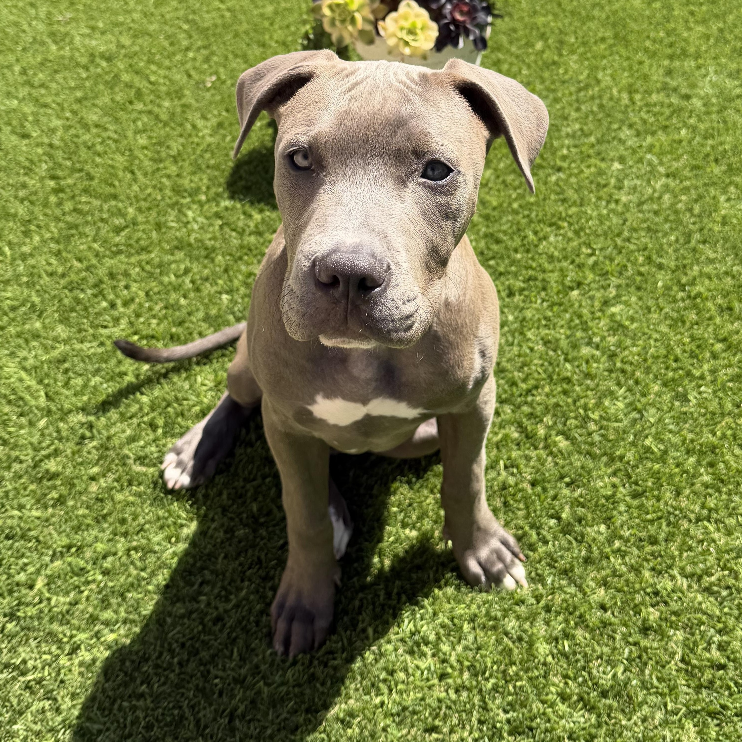 Enlarge Arlo, an adopted Pit Bull Terrier in Pleasant Hill, CA image 3/6