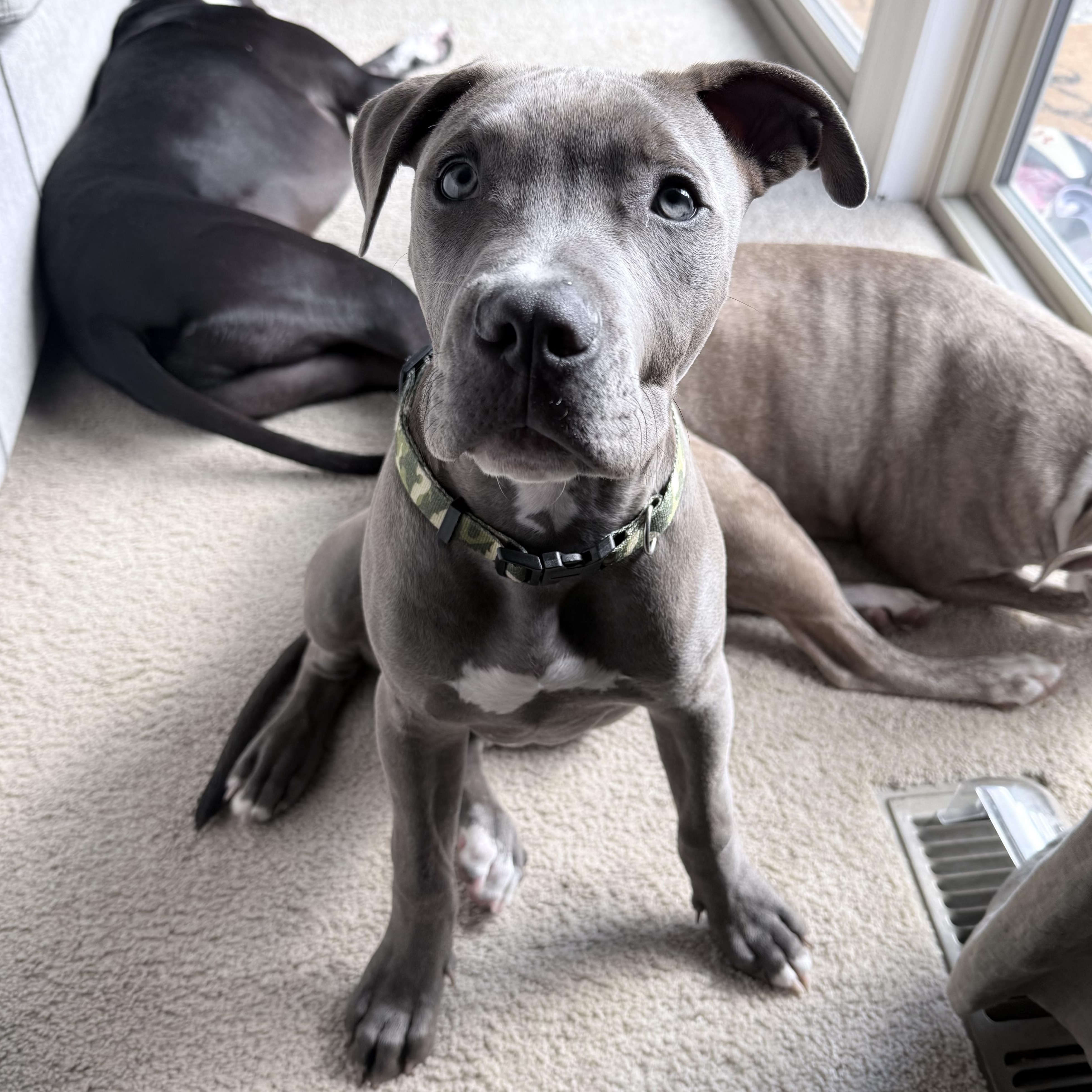 Enlarge Arlo, an adopted Pit Bull Terrier in Pleasant Hill, CA image 4/6