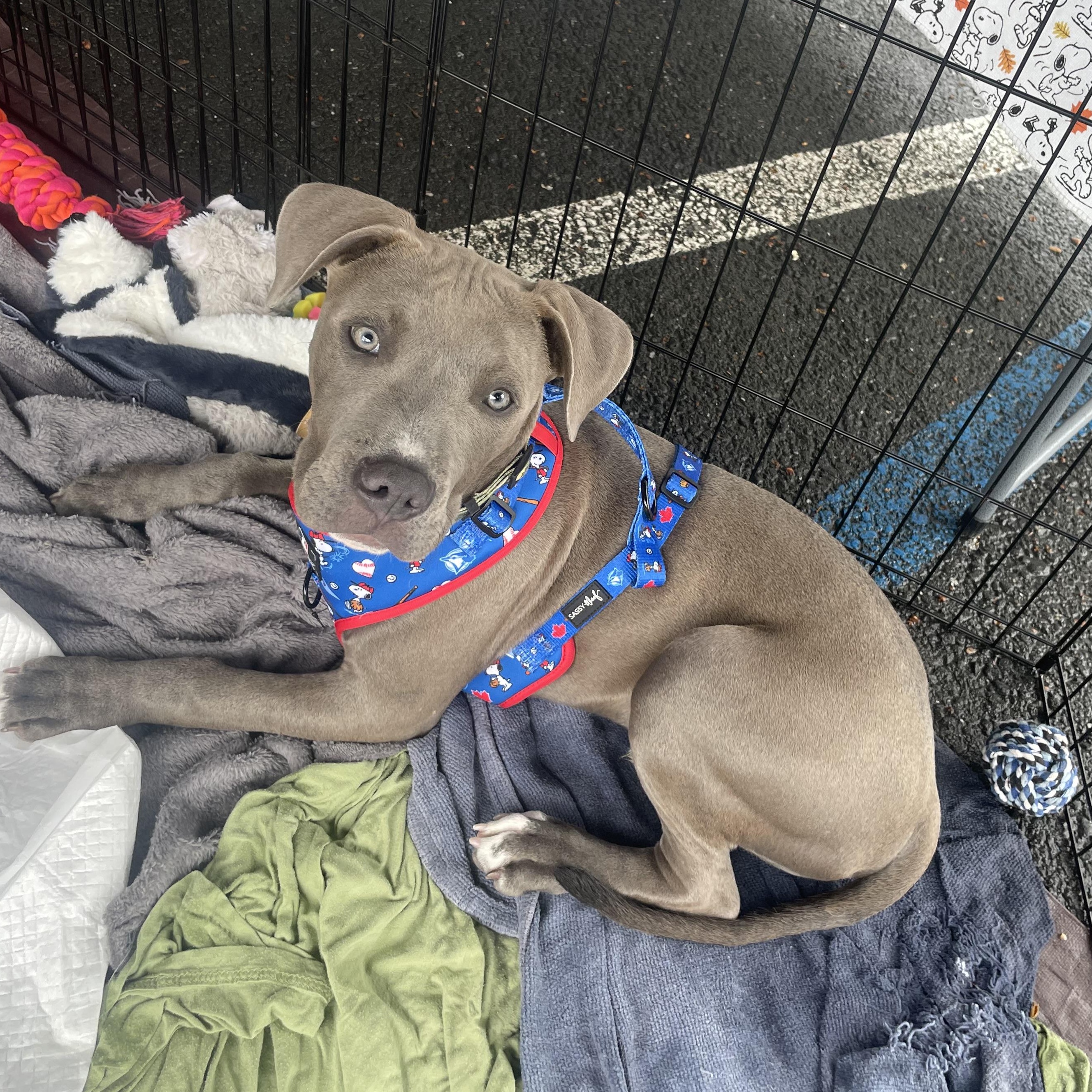 Enlarge Arlo, an adopted Pit Bull Terrier in Pleasant Hill, CA image 2/6