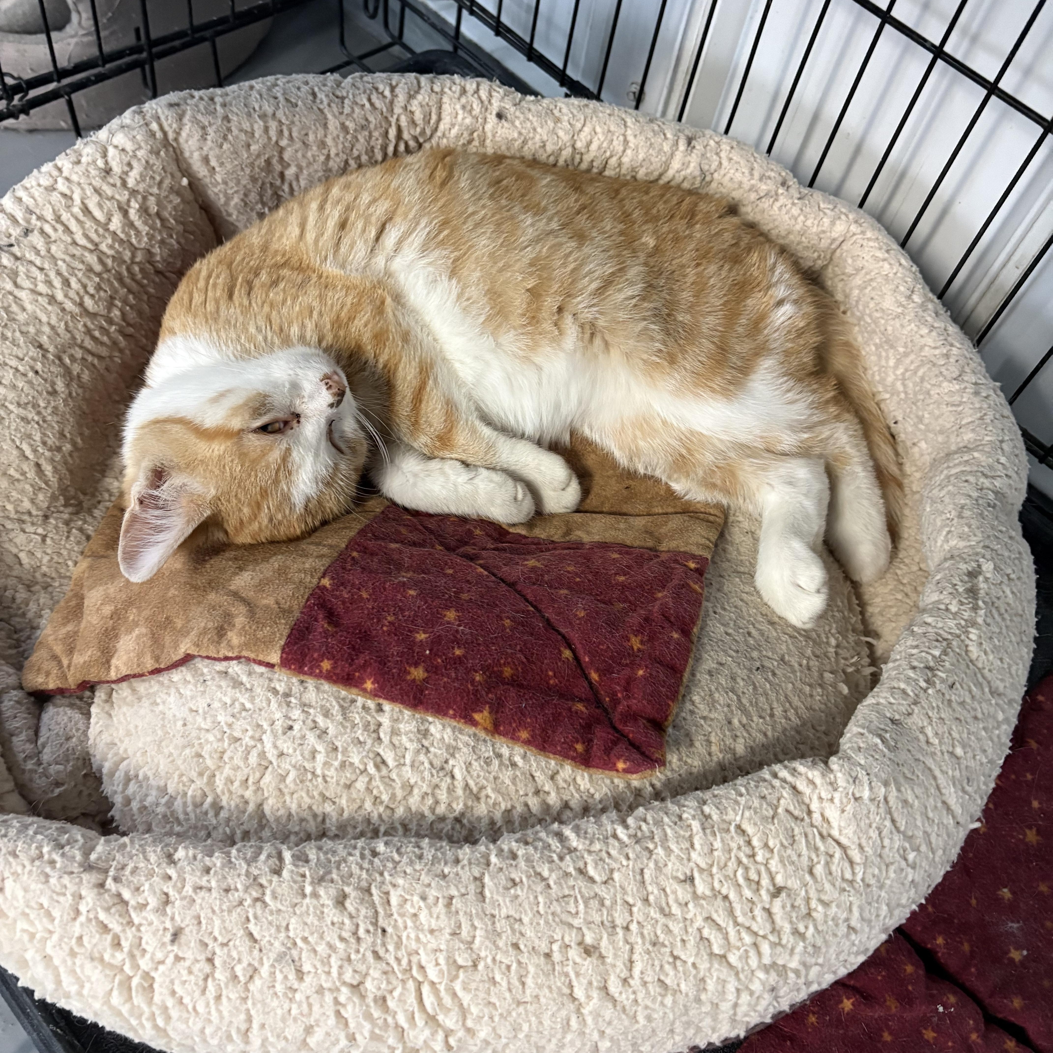 Enlarge Homer, a Adoptable American Shorthair in Big Rapids, MI image 3/3