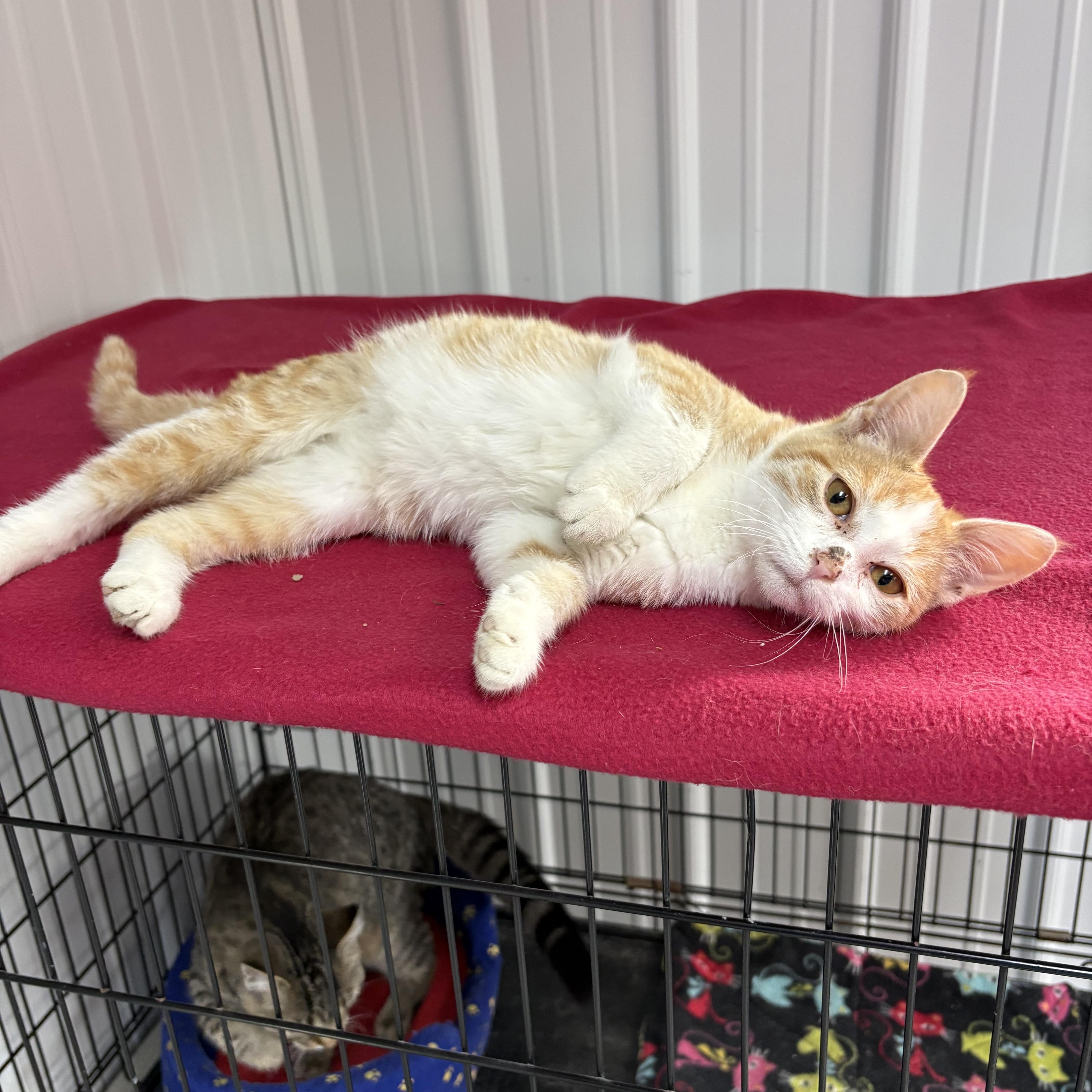 Enlarge Homer, a Adoptable American Shorthair in Big Rapids, MI image 2/3