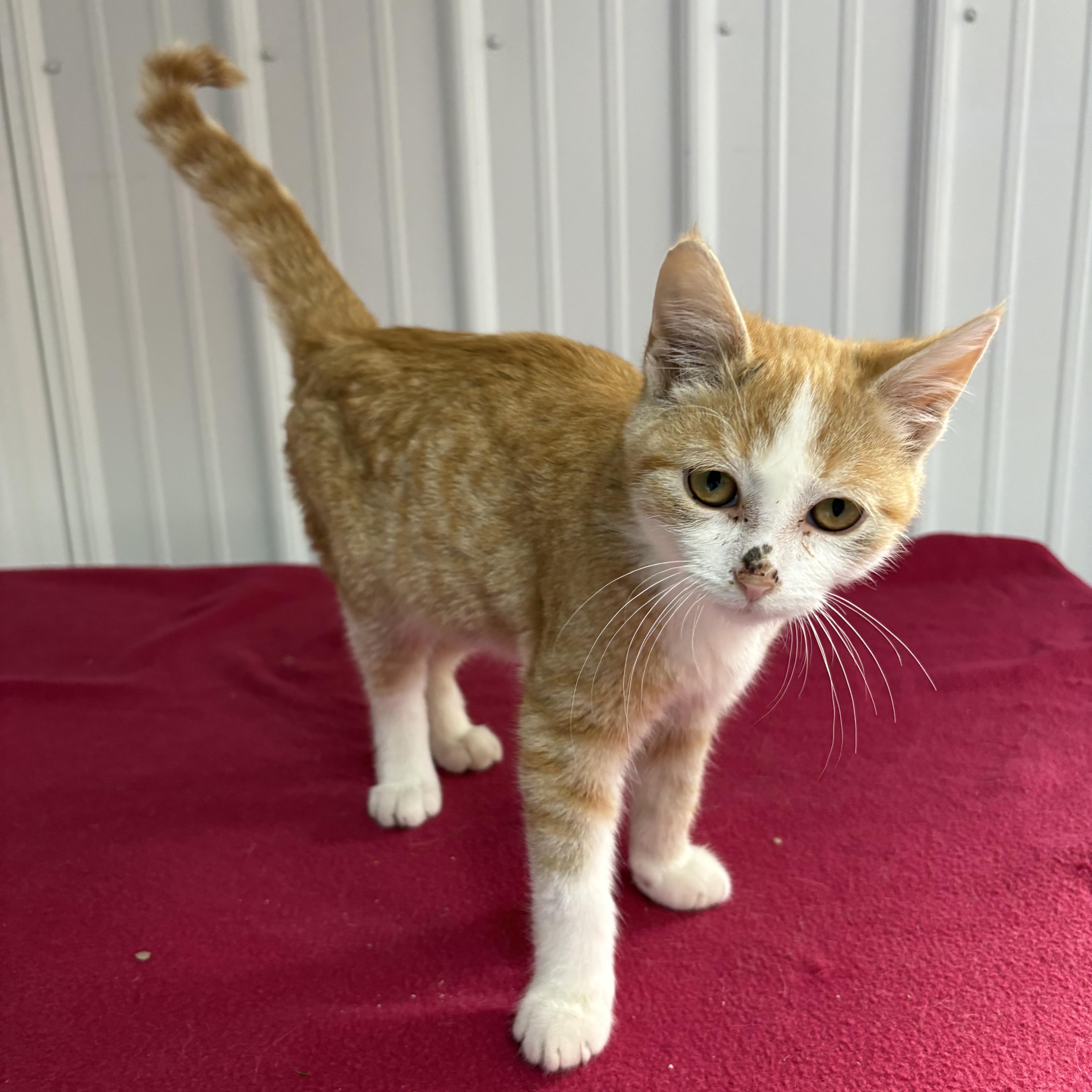 Homer, Adoptable, Young Male American Shorthair.