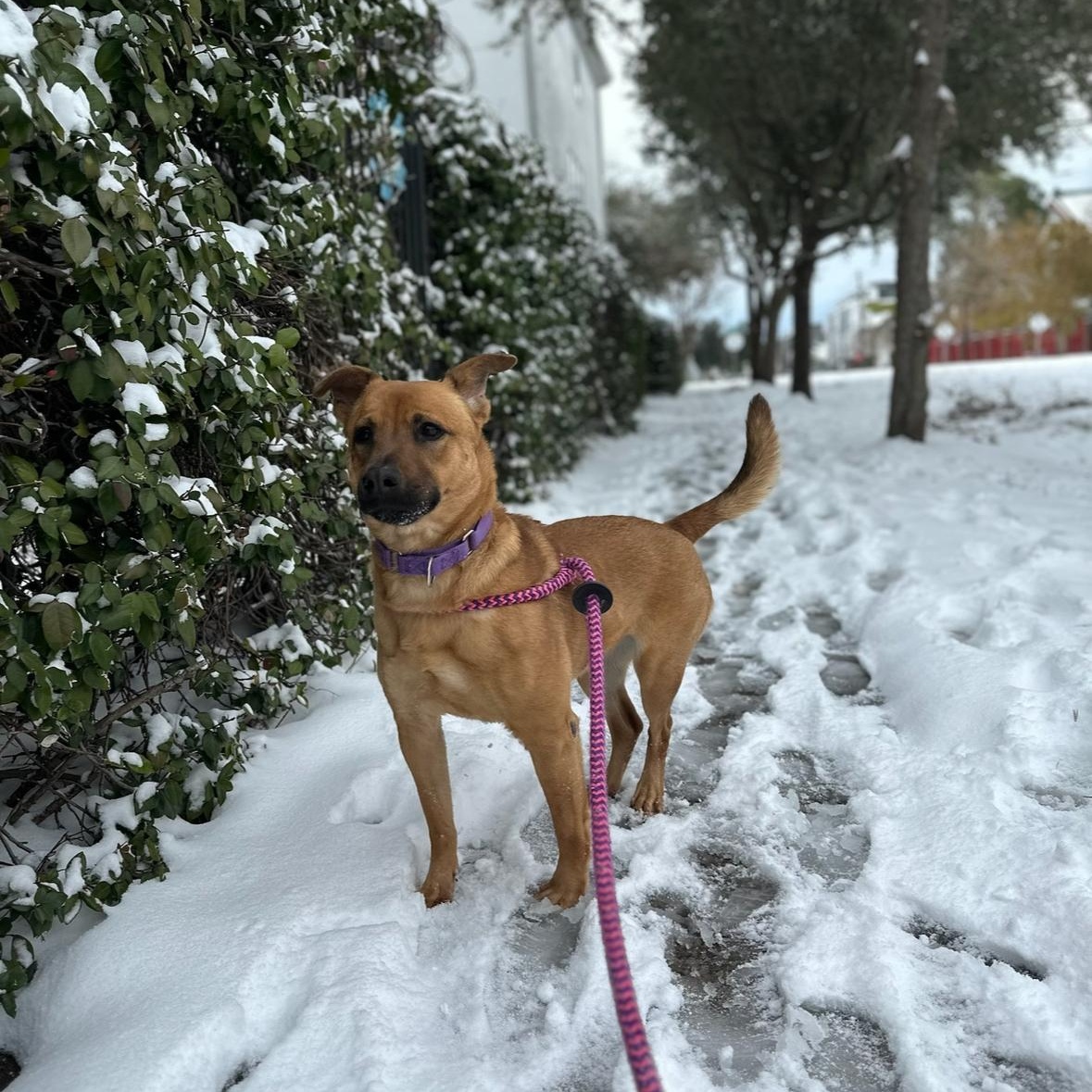 Enlarge Iris, a Adoptable mixed breed in Charlotte, NC image 6/6