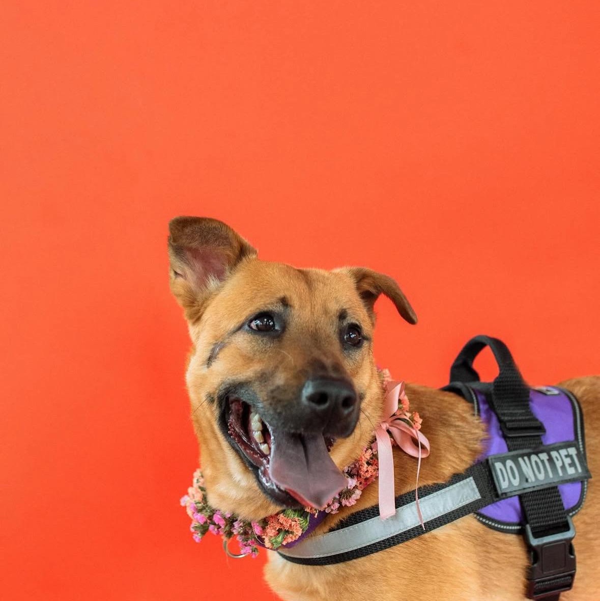 Enlarge Iris, a Adoptable mixed breed in Charlotte, NC image 4/6
