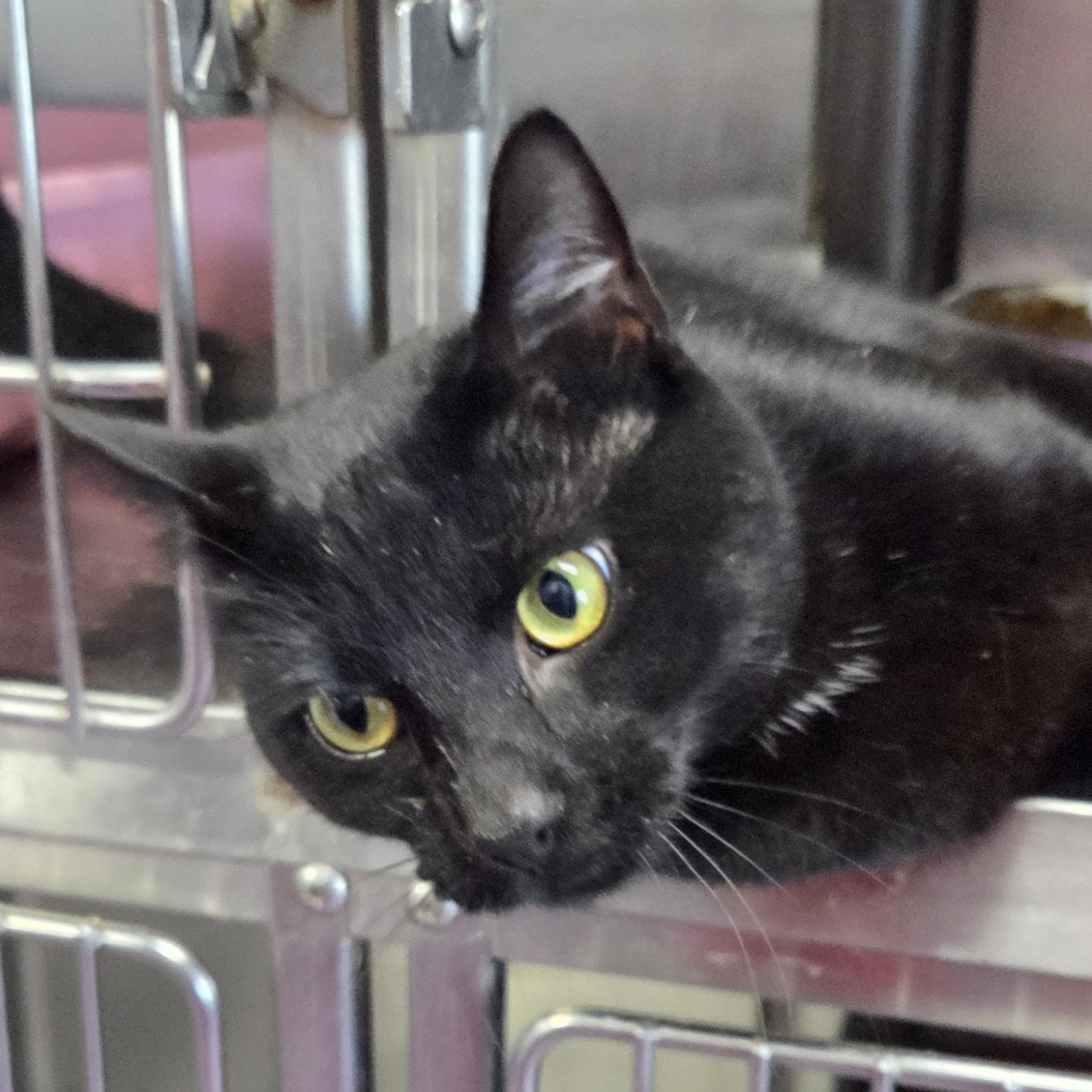 Trey, Adoptable, Young Male Domestic Short Hair.