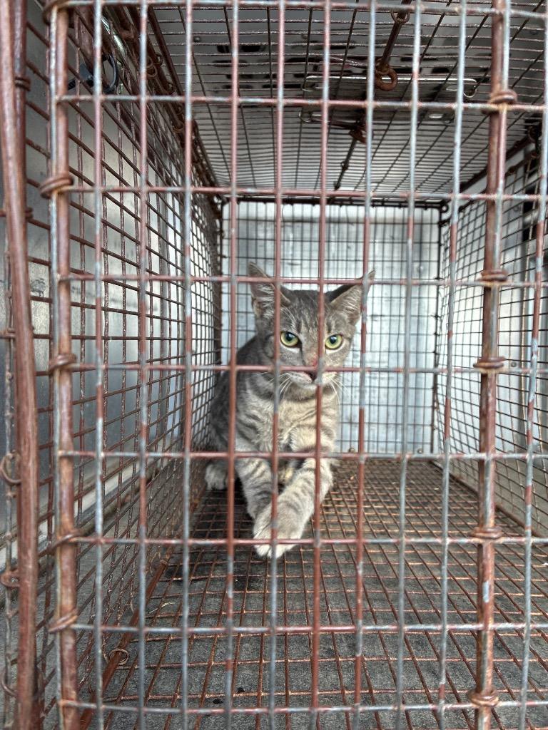 Firehouse, Adoptable, Young Male Domestic Short Hair.