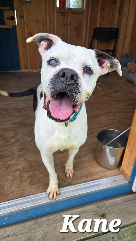 Kane Yrly 35, Adoptable, Senior Male Boxer.