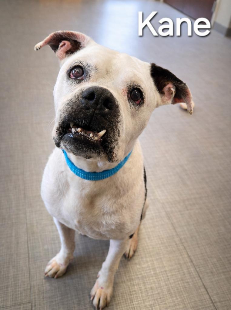 Kane Yrly 35, Adoptable, Senior Male Boxer.