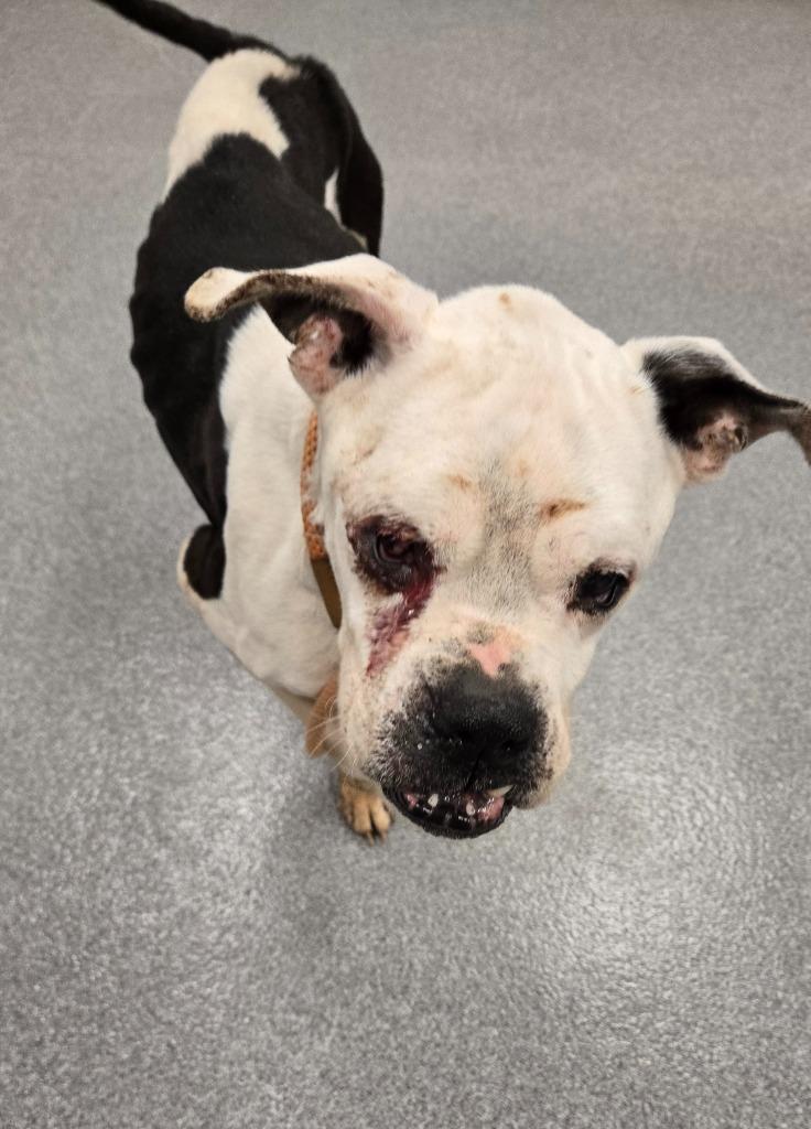 Enlarge Kane Yrly 35, a Adoptable Boxer in Sidney, OH image 2/6