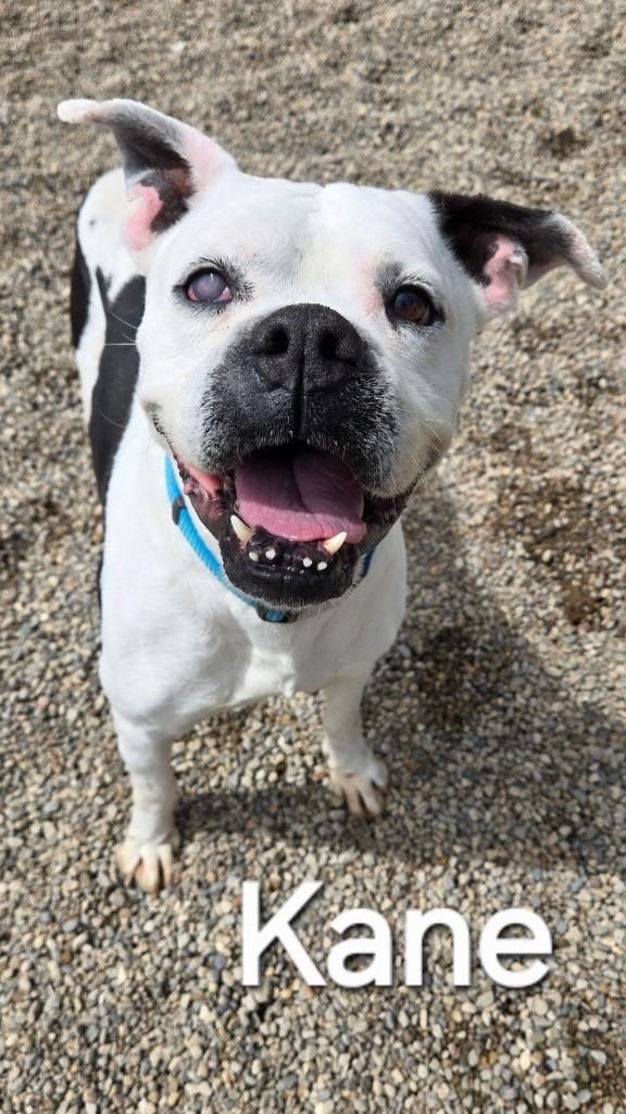 Enlarge Kane Yrly 35, a Adoptable Boxer in Sidney, OH image 3/6