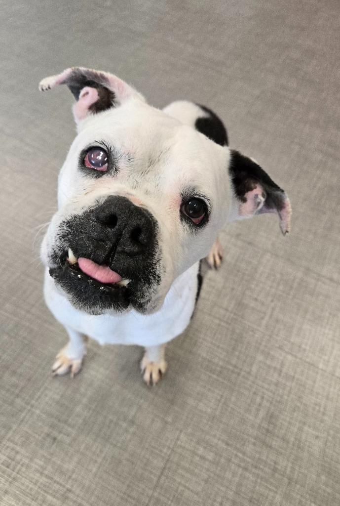 Enlarge Kane Yrly 35, a Adoptable Boxer in Sidney, OH image 4/6