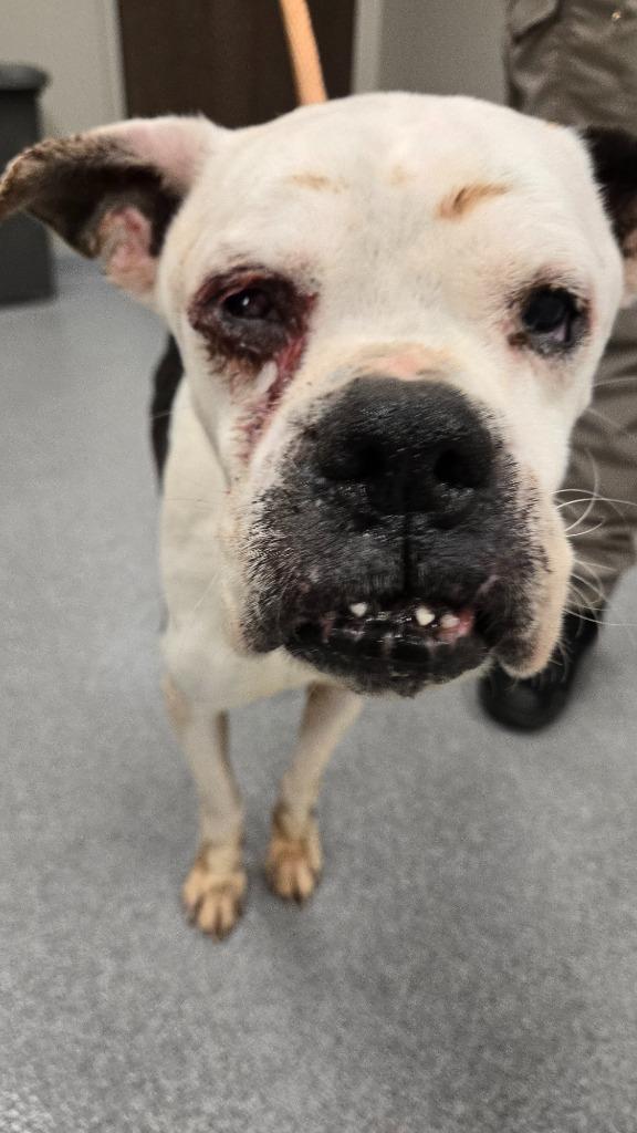 Enlarge Kane Yrly 35, a Adoptable Boxer in Sidney, OH image 5/6
