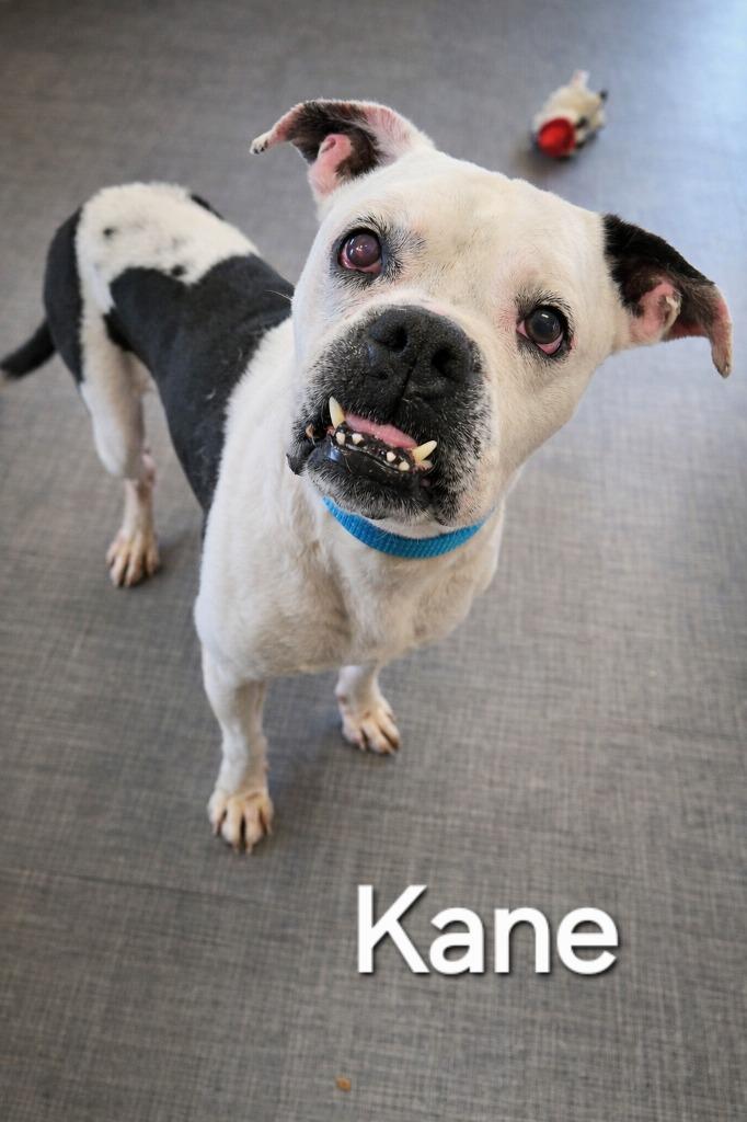 Enlarge Kane Yrly 35, a Adoptable Boxer in Sidney, OH image 6/6