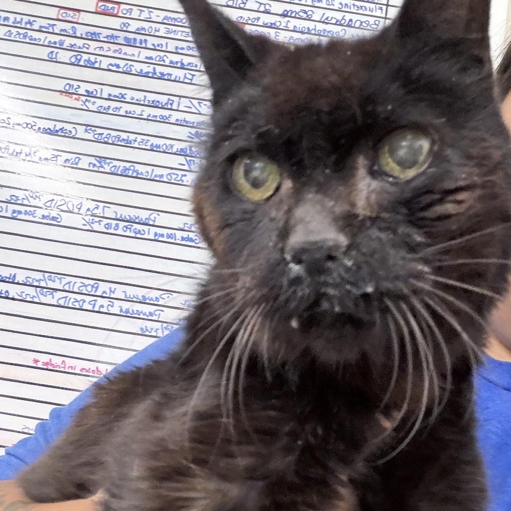 Walter, Adoptable, Senior Male Domestic Short Hair.