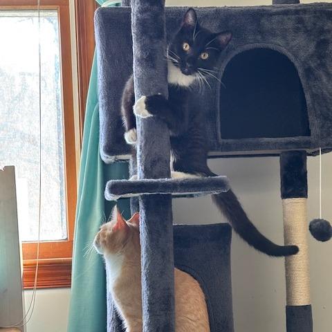 Enlarge Decaf in Spring Grove, PA, a Adoptable Domestic Short Hair in Spring Grove, PA image 3/6