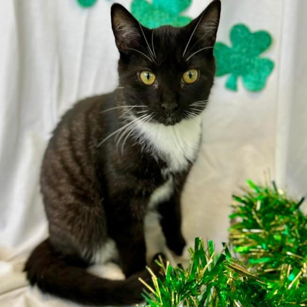 Decaf in Spring Grove, PA, Adoptable, Young Male Domestic Short Hair.
