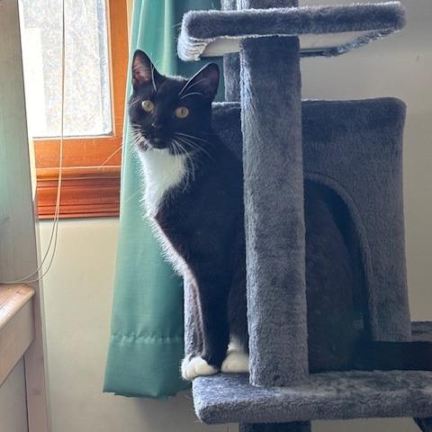 Enlarge Decaf in Spring Grove, PA, a Adoptable Domestic Short Hair in Spring Grove, PA image 4/6
