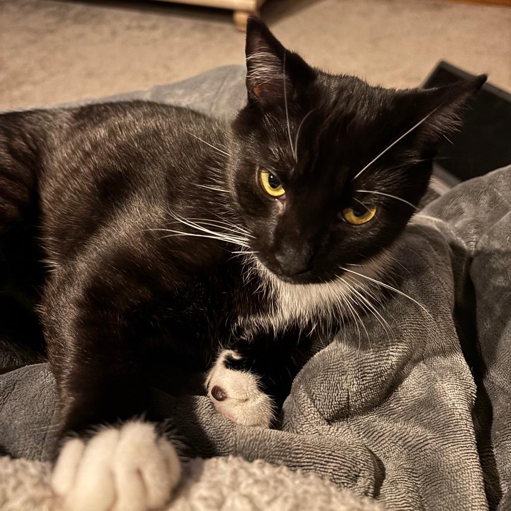Enlarge Decaf in Spring Grove, PA, a Adoptable Domestic Short Hair in Spring Grove, PA image 2/6
