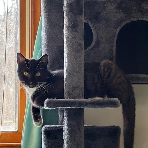 Enlarge Decaf in Spring Grove, PA, a Adoptable Domestic Short Hair in Spring Grove, PA image 5/6