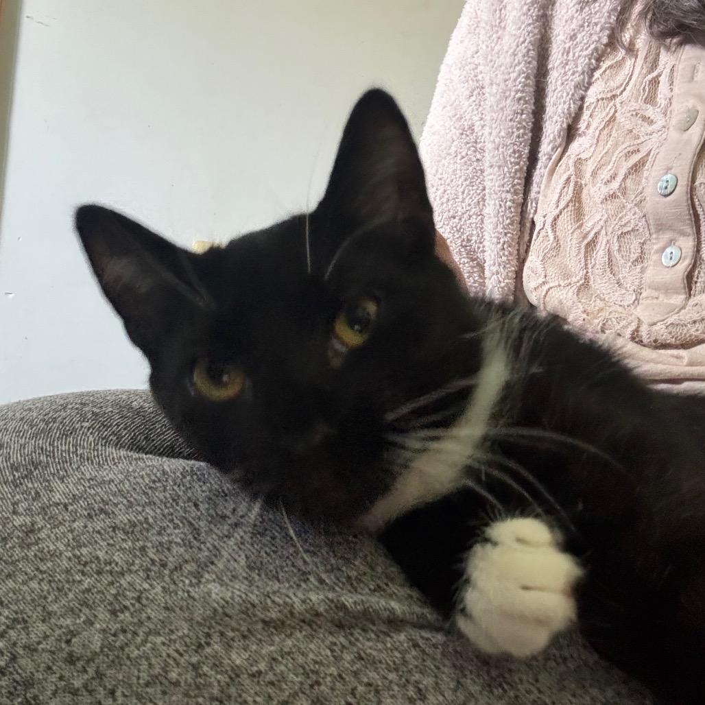 Enlarge Decaf in Spring Grove, PA, a Adoptable Domestic Short Hair in Spring Grove, PA image 6/6