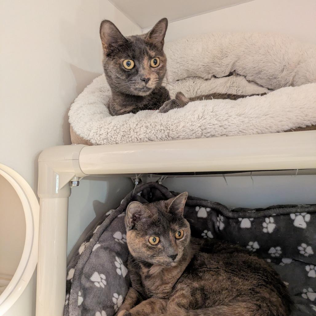 Enlarge Mary-Kate, a Adoptable Domestic Short Hair in South Burlington, VT image 2/5