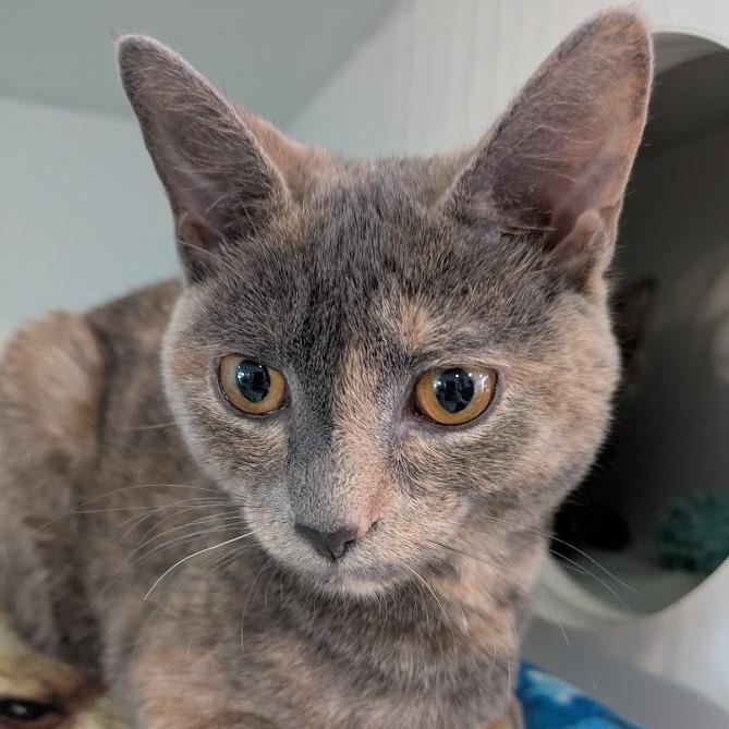Enlarge Mary-Kate, a Adoptable Domestic Short Hair in South Burlington, VT image 3/5