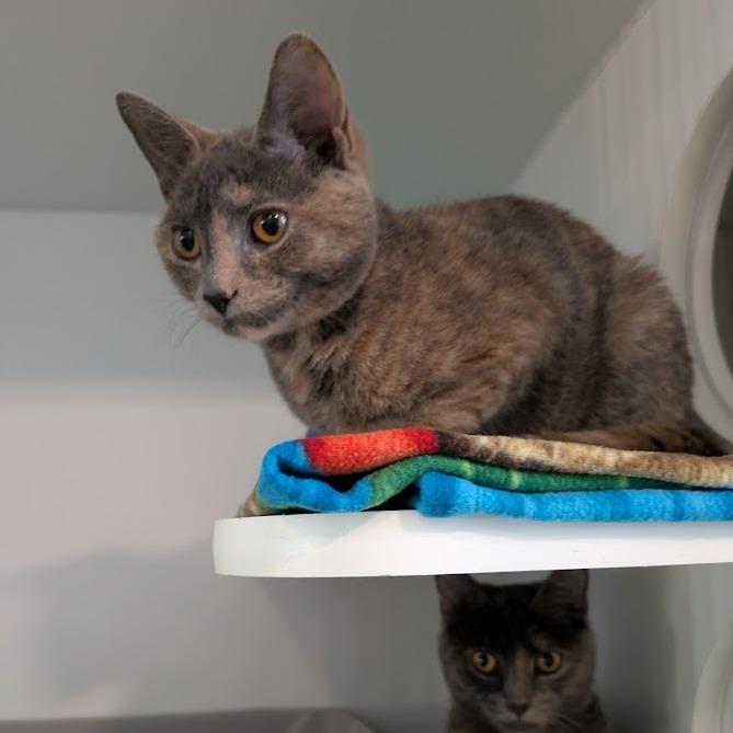 Enlarge Mary-Kate, a Adoptable Domestic Short Hair in South Burlington, VT image 4/5