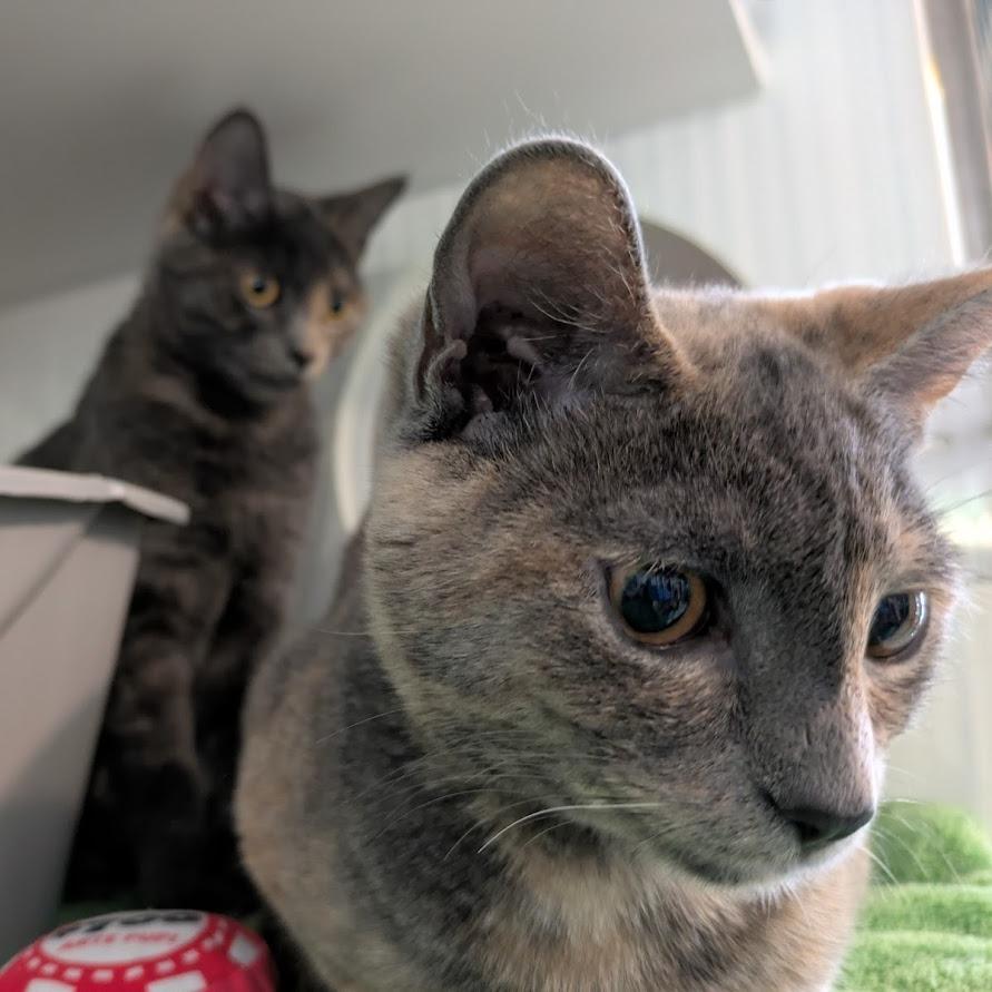 Enlarge Mary-Kate, a Adoptable Domestic Short Hair in South Burlington, VT image 5/5