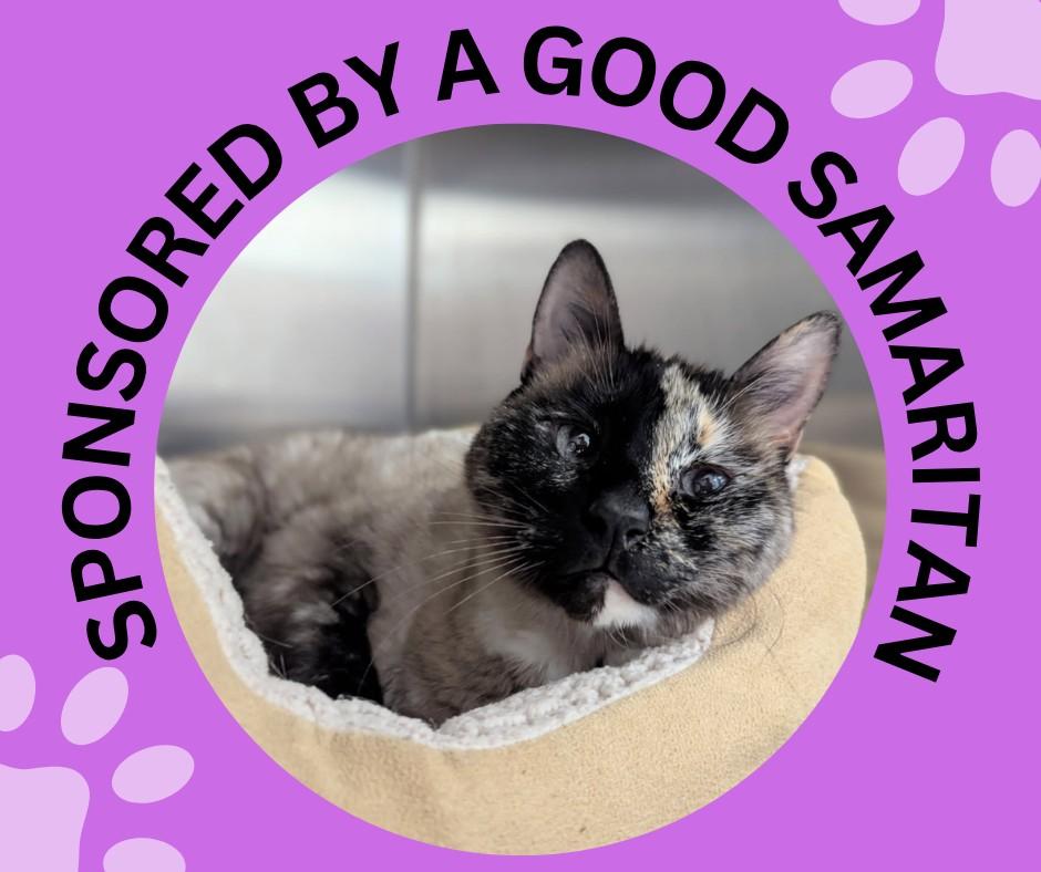 DIVA, Adoptable, Senior Female Siamese & Domestic Short Hair.