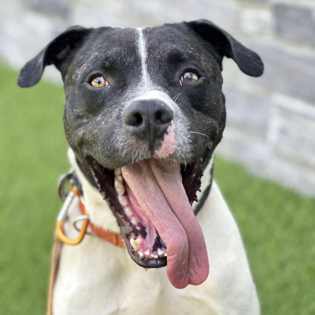 Enlarge Lincoln, a Adoptable Mixed Breed in Franklin, TN image 1/4
