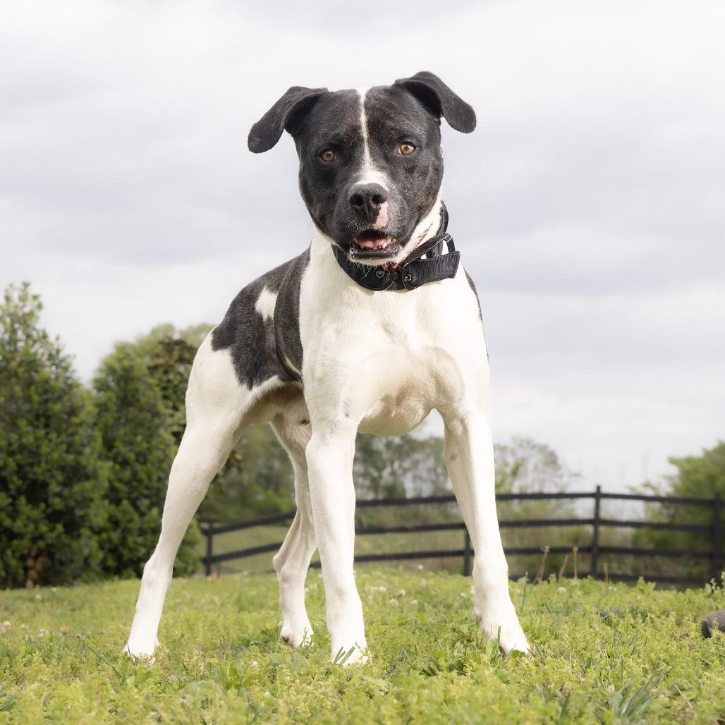 Lincoln, Adoptable, Adult Male Mixed Breed.