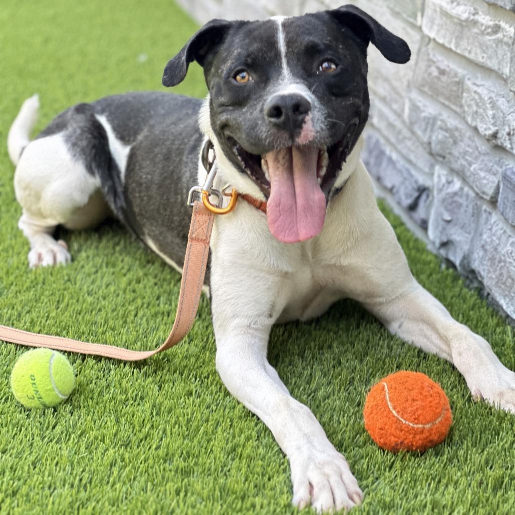 Enlarge Lincoln, a Adoptable Mixed Breed in Franklin, TN image 3/4