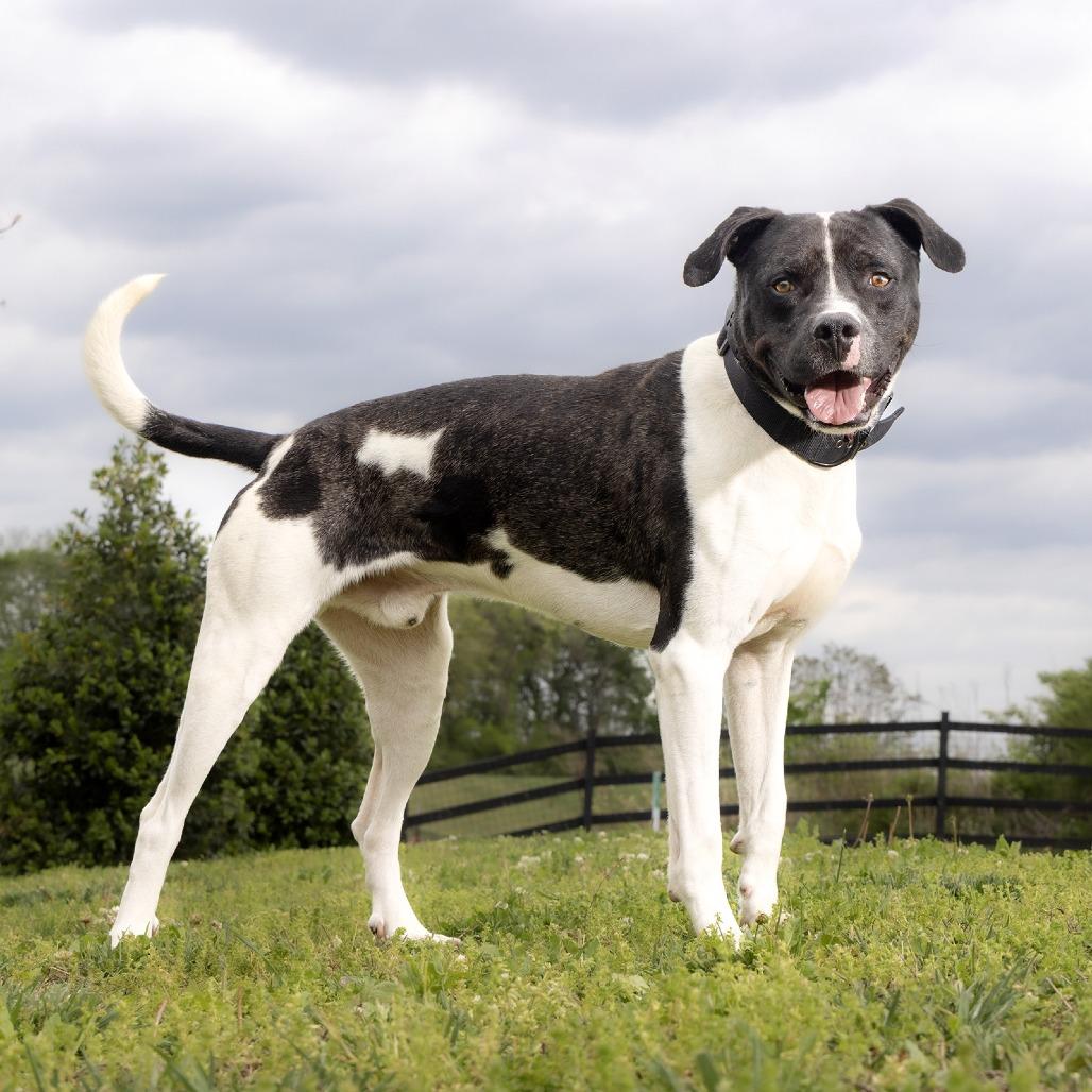 Enlarge Lincoln, a Adoptable Mixed Breed in Franklin, TN image 2/2